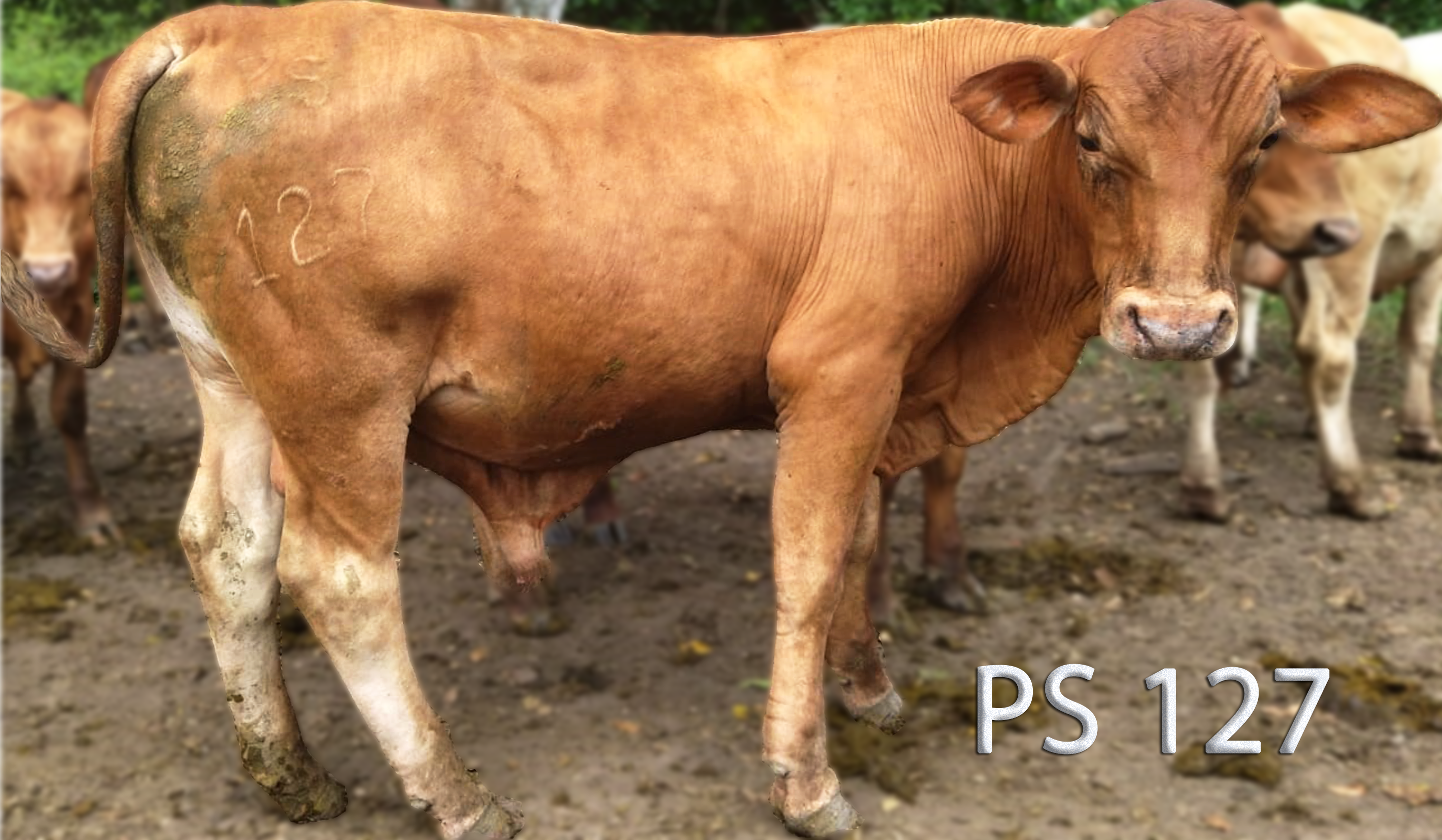 VENTA ANIMALES PUROS