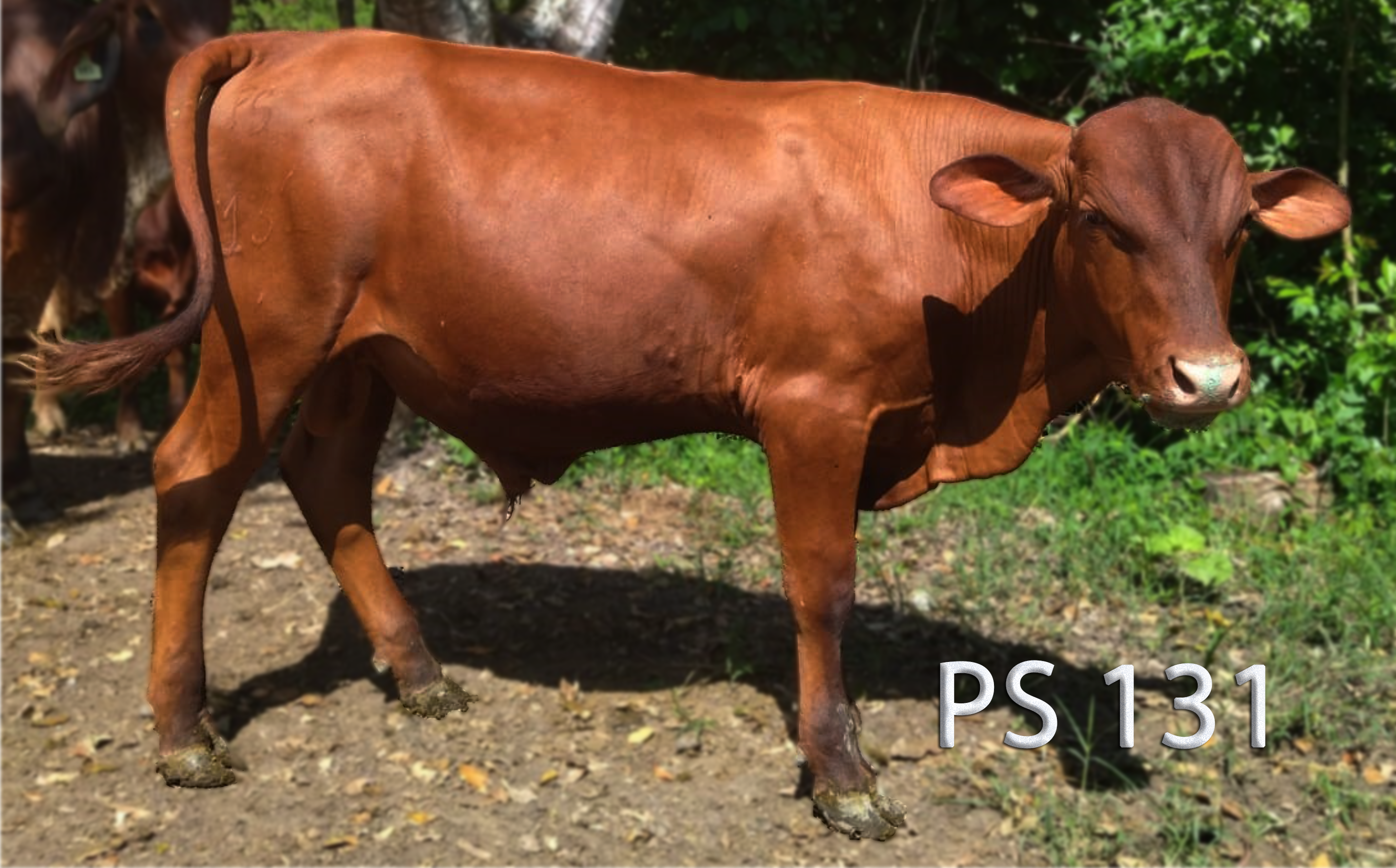 VENTA ANIMALES PUROS