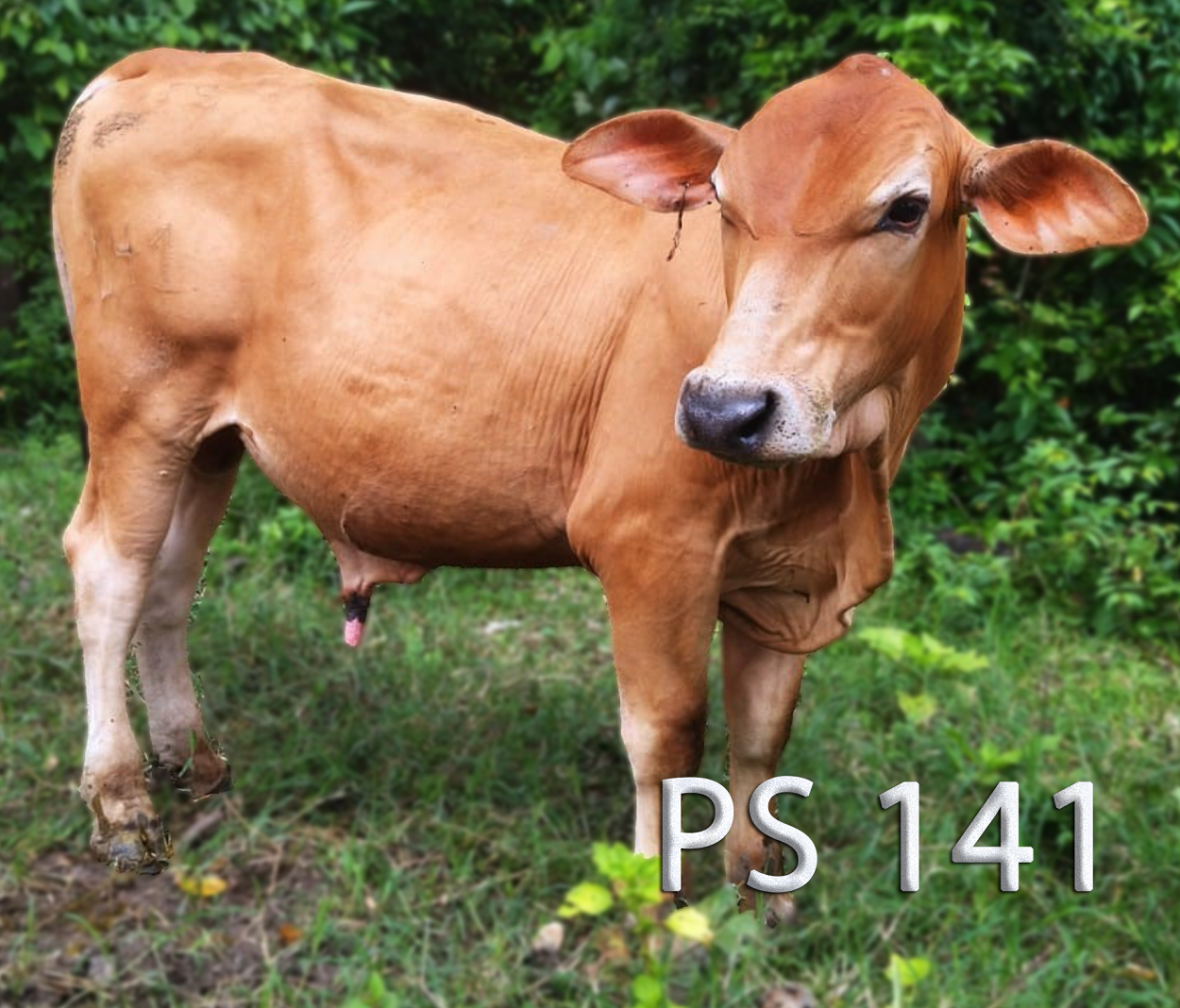 VENTA ANIMALES PUROS