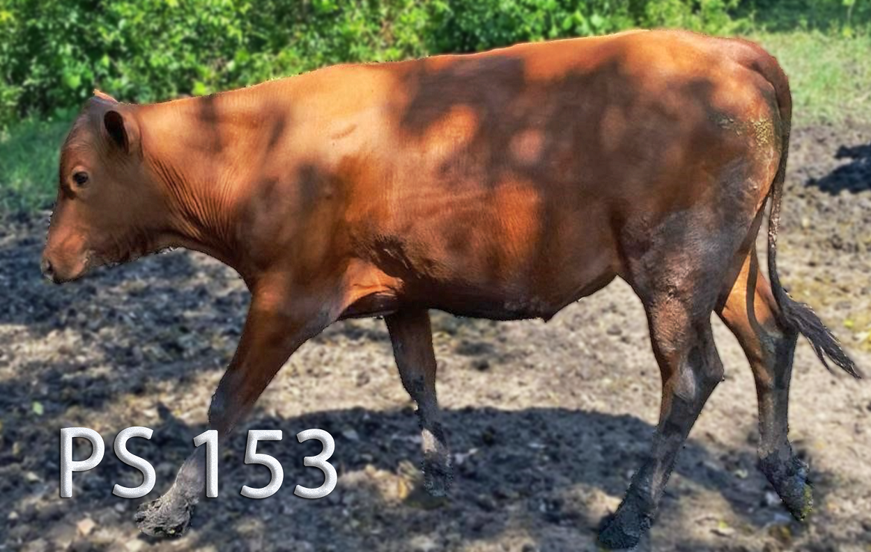 VENTA ANIMALES PUROS