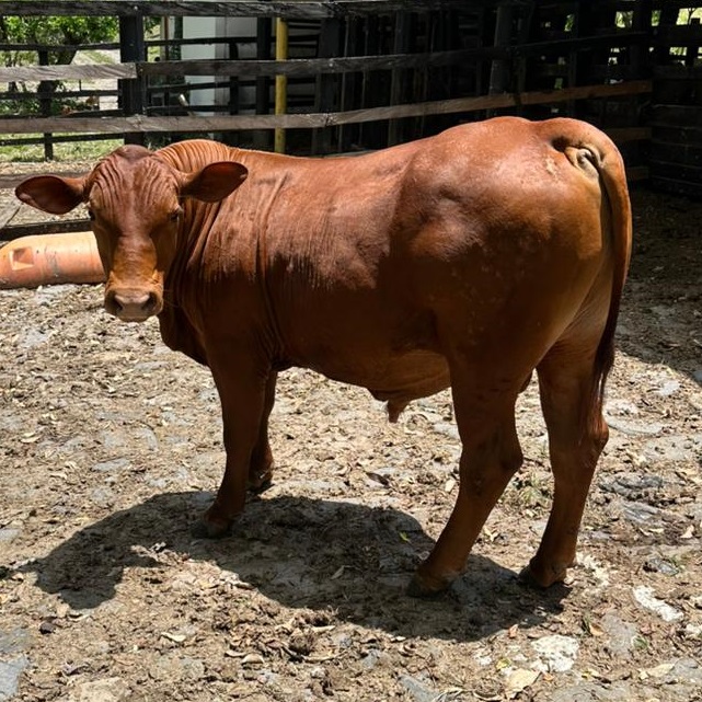 VENTA MACHO PURO
